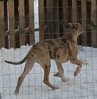 Loyalty, a female Great Dane for sale in Baltimore, MD – Photo 4 of 5