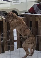 Loyalty, a female Great Dane for sale in Baltimore, MD – Photo 1 of 3