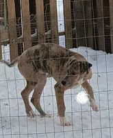 Loyalty, a female Great Dane for sale in Baltimore, MD – Photo 2 of 5