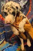 MILES, a male Great Dane for sale in Baltimore, MD – 8 of 8