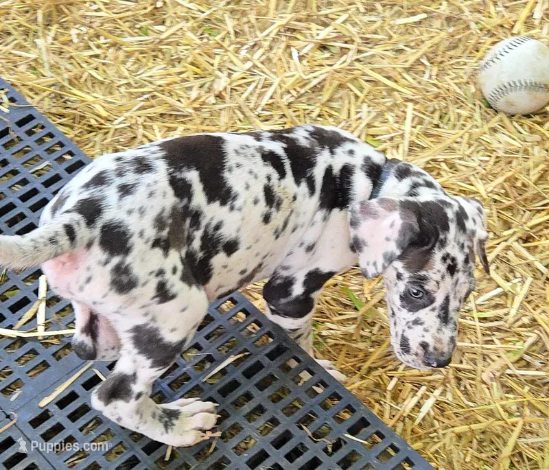 MAY Female 1 – Great Dane puppy for sale in Baltimore, MD