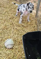 MAY Female 1, a  Great Dane for sale in Baltimore, MD – Photo 2 of 3