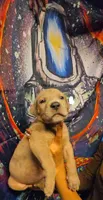 AID, a male Great Dane for sale in Baltimore, MD – 2 of 5