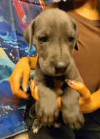 HELP, a male Great Dane for sale in Baltimore, MD – 5 of 5