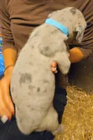 HOPE, a female Great Dane for sale in Baltimore, MD – 4 of 5