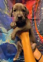 HELP, a male Great Dane for sale in Baltimore, MD – 4 of 5