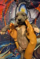 MEALS, a female Great Dane for sale in Baltimore, MD – 5 of 5