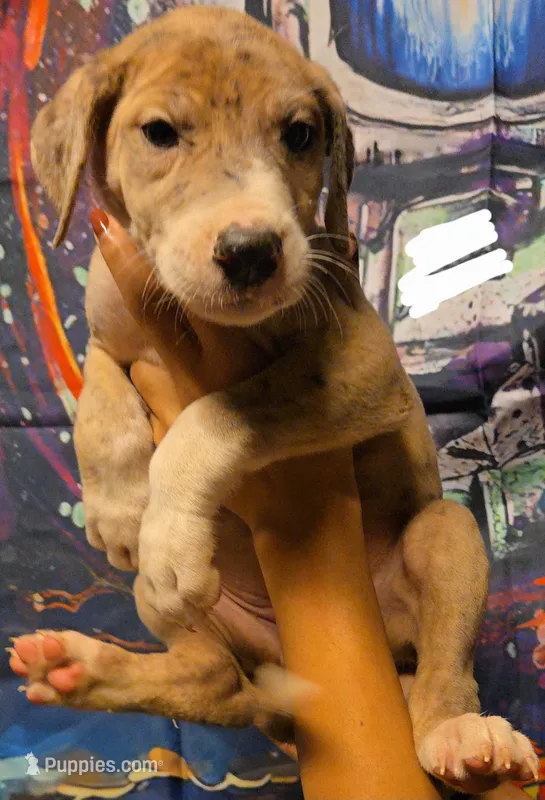 KILOMETER – Great Dane puppy for sale in Baltimore, MD