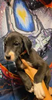 TRIPOMETER, a female Great Dane for sale in Baltimore, MD – 2 of 5