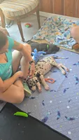 HELP, a male Great Dane for sale in Baltimore, MD – 3 of 5