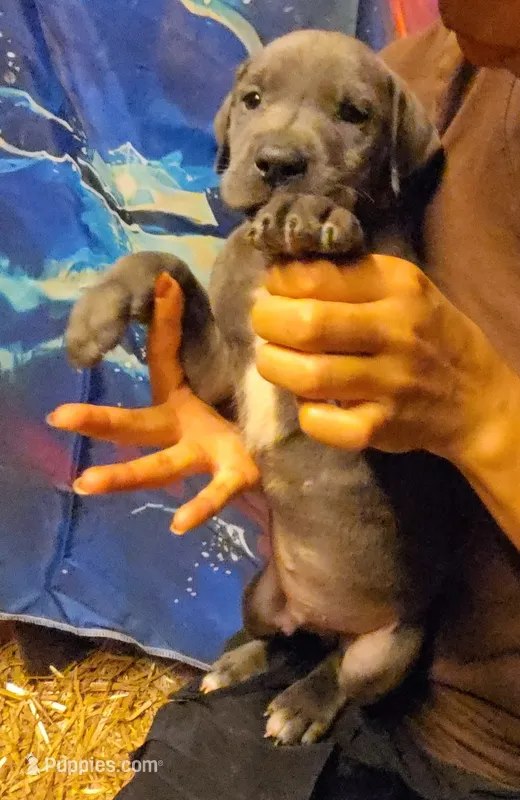 HELP – Great Dane puppy for sale in Baltimore, MD