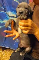 HELP, a male Great Dane for sale in Baltimore, MD – 1 of 5
