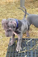 MALE May 2, a  Great Dane for sale in Baltimore, MD – Photo 2 of 3