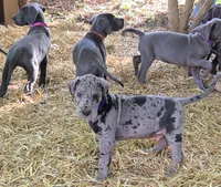 MALE May 2, a  Great Dane for sale in Baltimore, MD – Photo 3 of 3