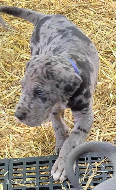 MALE May 2 – Great Dane puppy for sale in Baltimore, MD