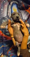 MEALS, a female Great Dane for sale in Baltimore, MD – 2 of 5
