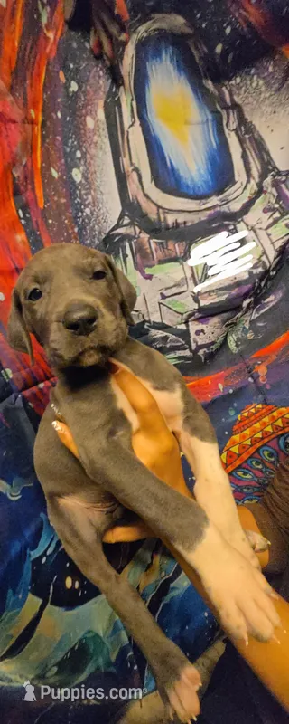 CLARA – Great Dane puppy for sale in Baltimore, MD