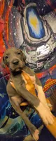 CLARA, a female Great Dane for sale in Baltimore, MD – 1 of 5