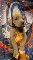 MEALS, a female Great Dane for sale in Baltimore, MD – 3 of 5