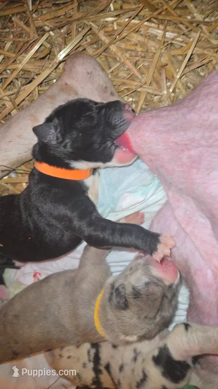 TRIPOMETER – Great Dane puppy for sale in Baltimore, MD