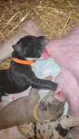 TRIPOMETER, a female Great Dane for sale in Baltimore, MD – 1 of 3