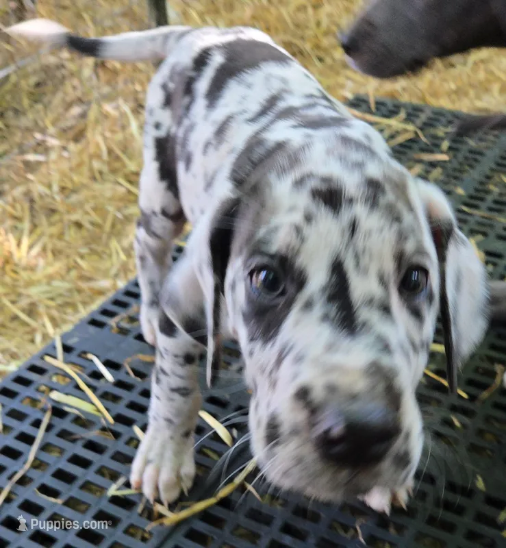 MALE May 3 – Great Dane puppy for sale in Baltimore, MD