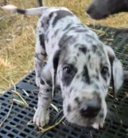 MALE May 3, a  Great Dane for sale in Baltimore, MD – Photo 1 of 3