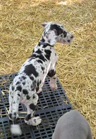 MALE May 3, a  Great Dane for sale in Baltimore, MD – Photo 2 of 3