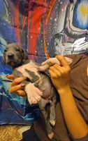 CLARA, a female Great Dane for sale in Baltimore, MD – 5 of 5