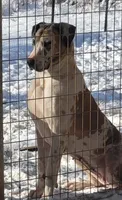 Empress, a female Great Dane for sale in Baltimore, MD – Photo 1 of 3