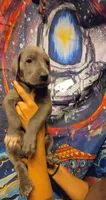 HOTEL, a male Great Dane for sale in Baltimore, MD – 2 of 5