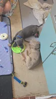 AID, a male Great Dane for sale in Baltimore, MD – 5 of 5