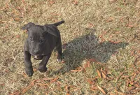 MAY Female 3, a  Great Dane for sale in Baltimore, MD – Photo 3 of 3