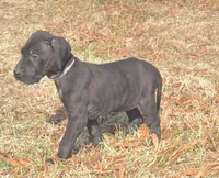 MAY Female 3, a  Great Dane for sale in Baltimore, MD – Photo 1 of 3