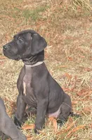 MAY Female 3, a  Great Dane for sale in Baltimore, MD – Photo 2 of 3