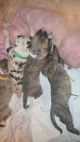 SPEEDY, a female Great Dane for sale in Baltimore, MD – 3 of 3