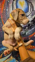 KILOMETER, a female Great Dane for sale in Baltimore, MD – 5 of 5