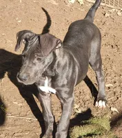 Scarlett, a female Great Dane for sale in Baltimore, MD – Photo 2 of 2