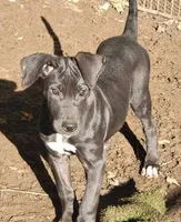 Scarlett, a female Great Dane for sale in Baltimore, MD – Photo 1 of 2