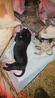 TRIPOMETER, a female Great Dane for sale in Baltimore, MD – 3 of 3