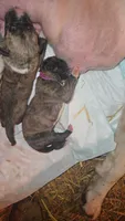 GATEWAY, a female Great Dane for sale in Baltimore, MD – 2 of 3
