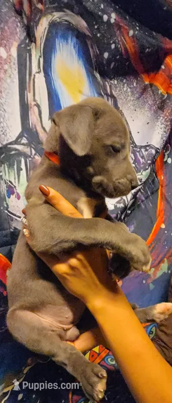RELIEF – Great Dane puppy for sale in Baltimore, MD