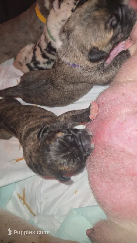 GATEWAY, a female Great Dane for sale in Baltimore, MD – 1 of 3