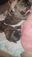 GATEWAY, a female Great Dane for sale in Baltimore, MD – 1 of 3