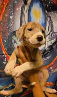 KILOMETER, a female Great Dane for sale in Baltimore, MD – 4 of 5