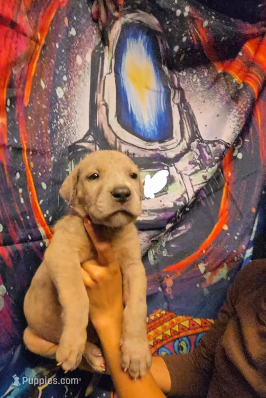 AID – Great Dane puppy for sale in Baltimore, MD