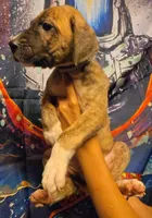GATEWAY, a female Great Dane for sale in Baltimore, MD – 5 of 5