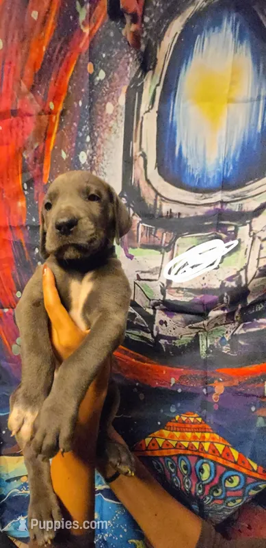 HOTEL – Great Dane puppy for sale in Baltimore, MD