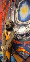HOTEL, a male Great Dane for sale in Baltimore, MD – 1 of 5
