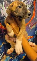 GATEWAY, a female Great Dane for sale in Baltimore, MD – 2 of 5